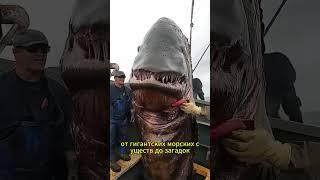 Тайны океанских глубин раскрыты! 