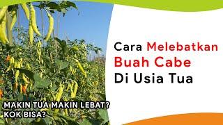 Melebatkan Buah di Tanaman Cabe Tua