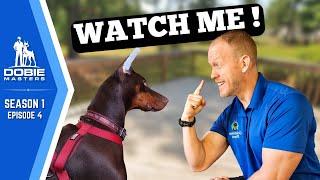 Training the "Watch Me" Command for Dobermans | Dobie Masters - S1E4