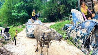 The girl found the abandoned car and immediately called the buffalo to pull it home