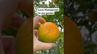 Homegrown fruits | Harvest, Garden in Australia #garden #homegrown #nature