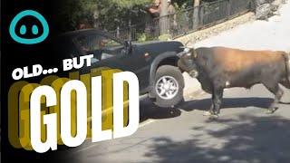 Bull Goes Berserk & Destroys 4x4 || ViralHog