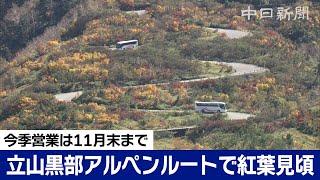 グネグネ道を彩る紅葉　立山黒部アルペンルートで見頃を迎える