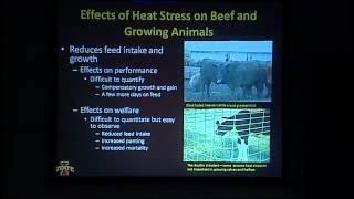 Lameness In Dairy Cattle: Causes and Consequences