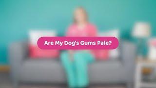 Are My Dog's Gums Pale? | Pet Health Advice