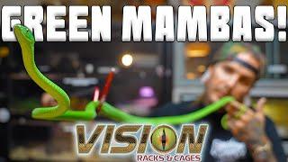 Green MAMBAS get a new VISION ENCLOSURE!