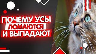 Почему у кошки выпадают и ломаются усы