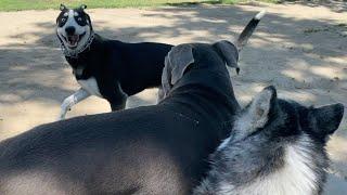 Dogs Guard Their Owner and Each other