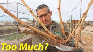 Cane Pruning Young Grapevines | Cane Pruning vs Spur Pruning | Thompson Grapes
