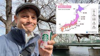 Japan & Tokyo’s Cherry Blossom Schedule Update 2025