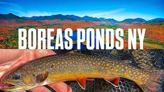 This Pond is LOADED with COLORFUL BROOK TROUT! Boreas Ponds NY