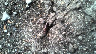 The Creature! Carabidae Beetle larvae!