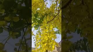 GOLDEN SHOWER