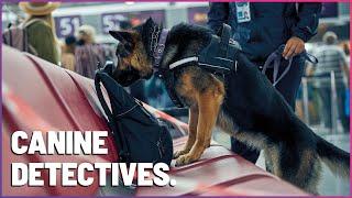 High-Stakes Sniffing: K9 Mounties Tackle Airplane Drug Search