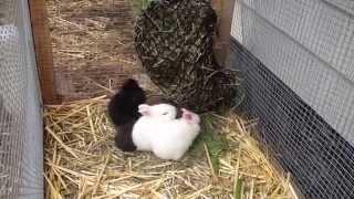 BaBy Bunnies with their Handy Hay Net