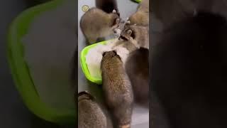 Енот навсегда, Енот навезде