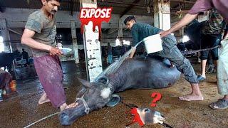 Asia Biggest Slaughter house in Karachi | Qasai To Ye hEn | Expose Biggest Beef Market Bhains Colony