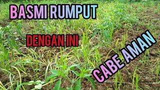 Cara membasmi rumput pada tanaman cabe#cabe#aman#