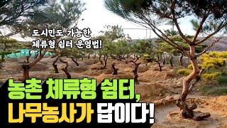 농촌 체류형 쉼터의 성공 비결: 나무농사와의 완벽한 조화 | 나무대장 나무농사의 모든것