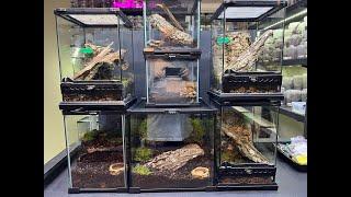 Handling Spiders the Beastie Way Top Tips