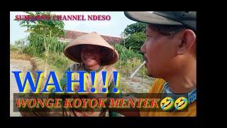 proses  tandur balab 1hari koyo 150.000#sumarno #channel #ndeso