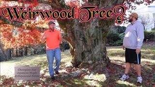 A Real Life Weirwood Tree | Game of Thrones | Largest Japanese Maple in the World? | Hopewood Estate