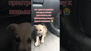 помощь бездомным животным ️