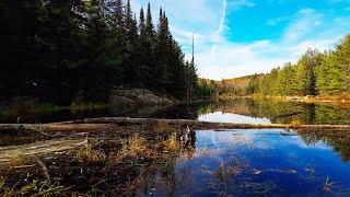 My TOP 5 Algonquin Park Day Hikes, and 1 Bonus!