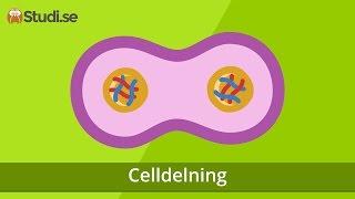 Celldelning (Biologi) - www.binogi.se