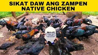 Sikat daw ang zampen native chicken ngayon?