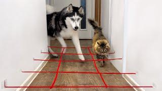 No One Will Pass Here! Dogs And Cats Against Spiderweb