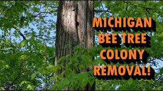 MICHIGAN BEE TREE CUTOUT | 2022 Bee-Tree Colony Removal of an Overwintered Honeybees