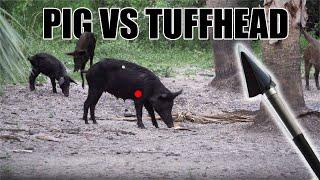 Pig Hunting With The Tuffhead Evolution 3 Blade Broadhead