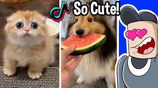 Cute Animals on TikTok That Will Make You Laugh... But You Can't Say CUTE! (Impossible)