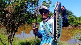 GANAS.!! CASTING TOMAN PAKAI MINNOW, casting ikan toman kalimantan, @wat_fishing