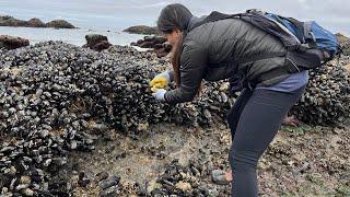 OREGON COAST MUSSELS HARVESTING **CATCH AND COOK**