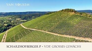 Weingut Van Volxem - die Lage "Scharzhofberger P" Pergentsknopp - VDP. Großes Gewächs