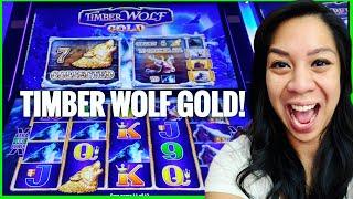 ⭐️TIMBER WOLF GOLD⭐️ ATTEMPTING to COLLECT ALL 15 Timber Wolf Gold! • Circa Casino