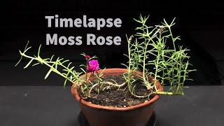 Moss Rose time lapse - 23 Days of growing