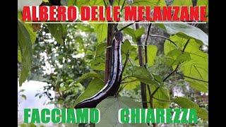 Albero delle melanzane e pomodori portainnesto mauritianum. facciamo chiarezza. Innesti  2019