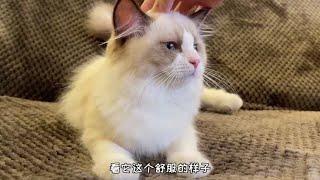 #萌宠出道计划 #布偶猫 kimi的苦日子