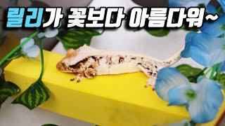 오래 기다리셨습니다. 릴리 화이트 역대급 수입 from 엑조틱