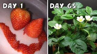 Try to Grow Strawberry from Seeds | 65-Day Timelapse