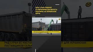 Пять стран требуют от Еврокомиссии вернуть пошлины на украинское зерно #shorts #short #новости
