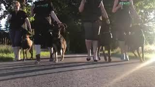 #heelinheels #traingsteam #unterordnung #dobermann #deutscherschäferhund #malinois #iqdogsport