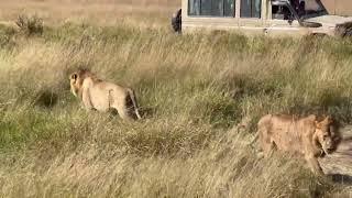 Fighting Lions of Maasai Mara National Reserve