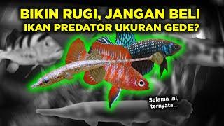 MENGENAL IKAN HIAS MIKRO PREDATOR, KECIL DAN GAK KALAH GALAK DARI PIRANHA!