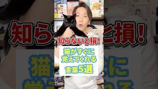 You're missing out if you don't know! 5 words that cats will quickly learn #cat #cat lover #cat v...