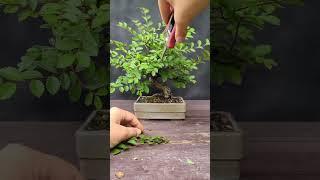 BONSAI ULMUS By @littel_tree_love|INSPIRASI BONSAI