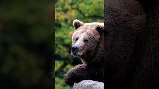 Bear Essentials: Facts About Brown Bears